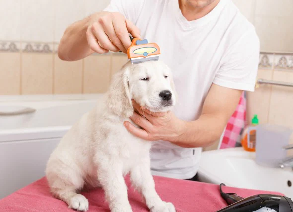 Pet Grooming Services